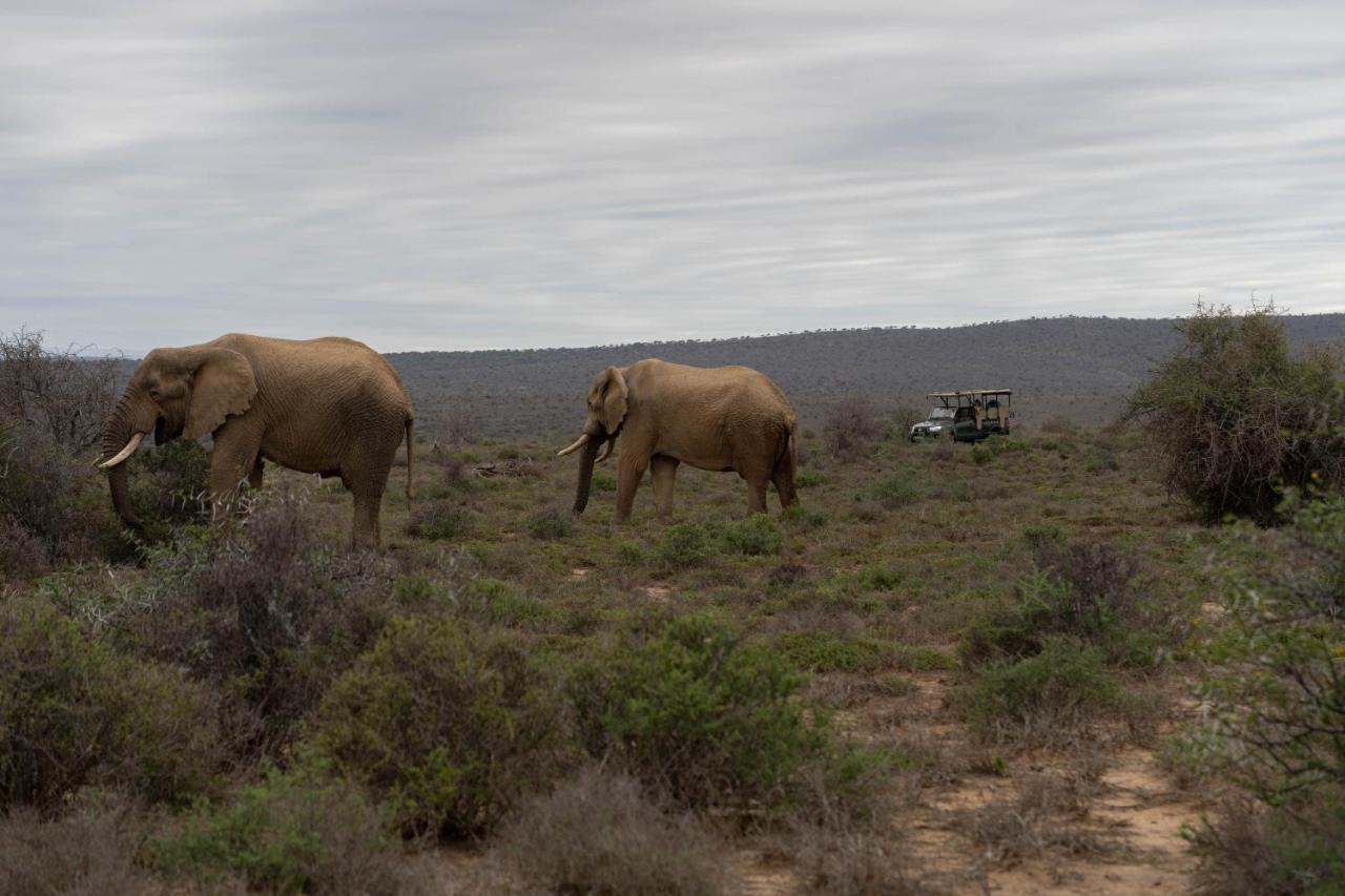 Kuzuko Lodge Addo Exterior foto
