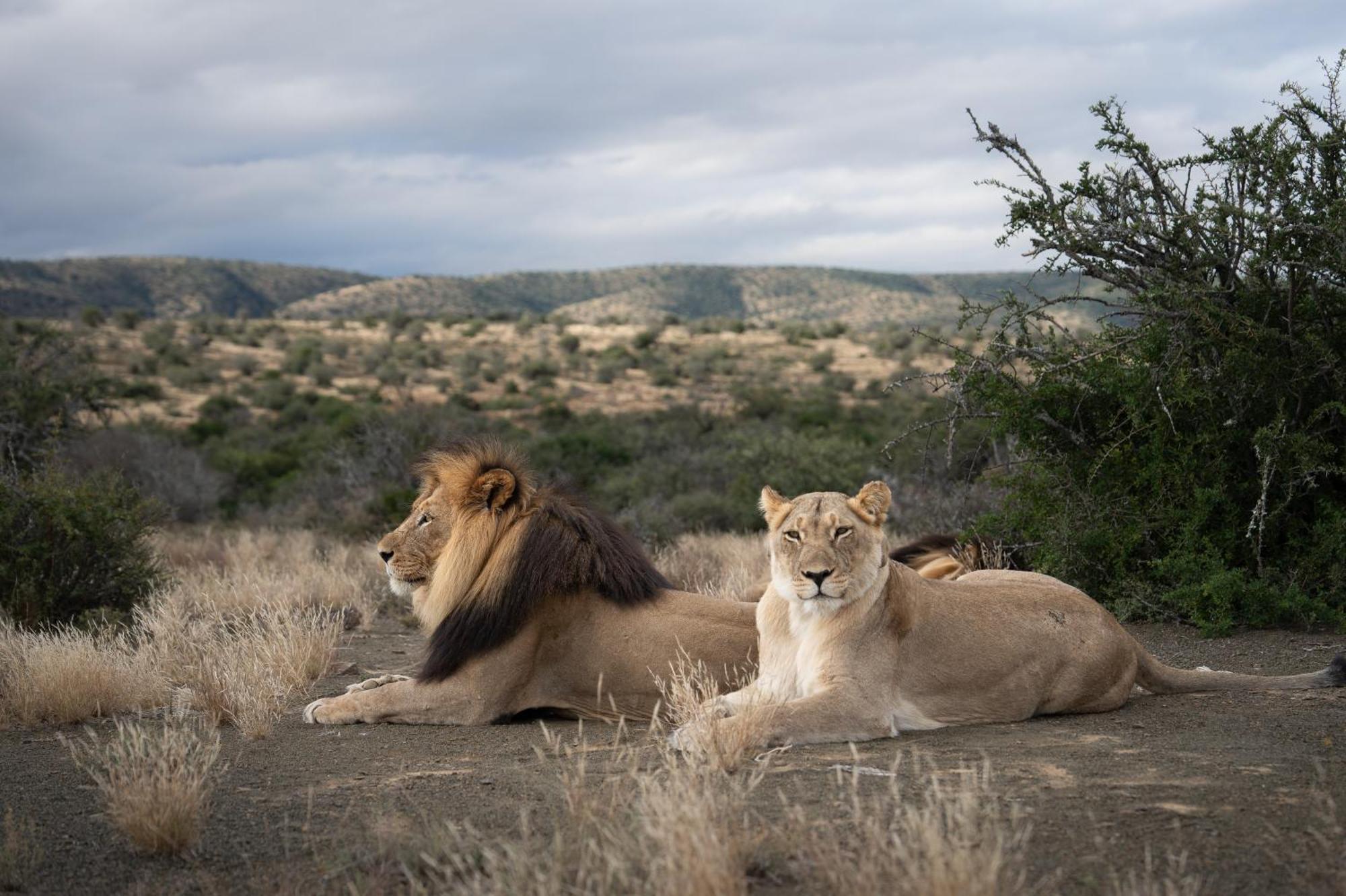 Kuzuko Lodge Addo Exterior foto